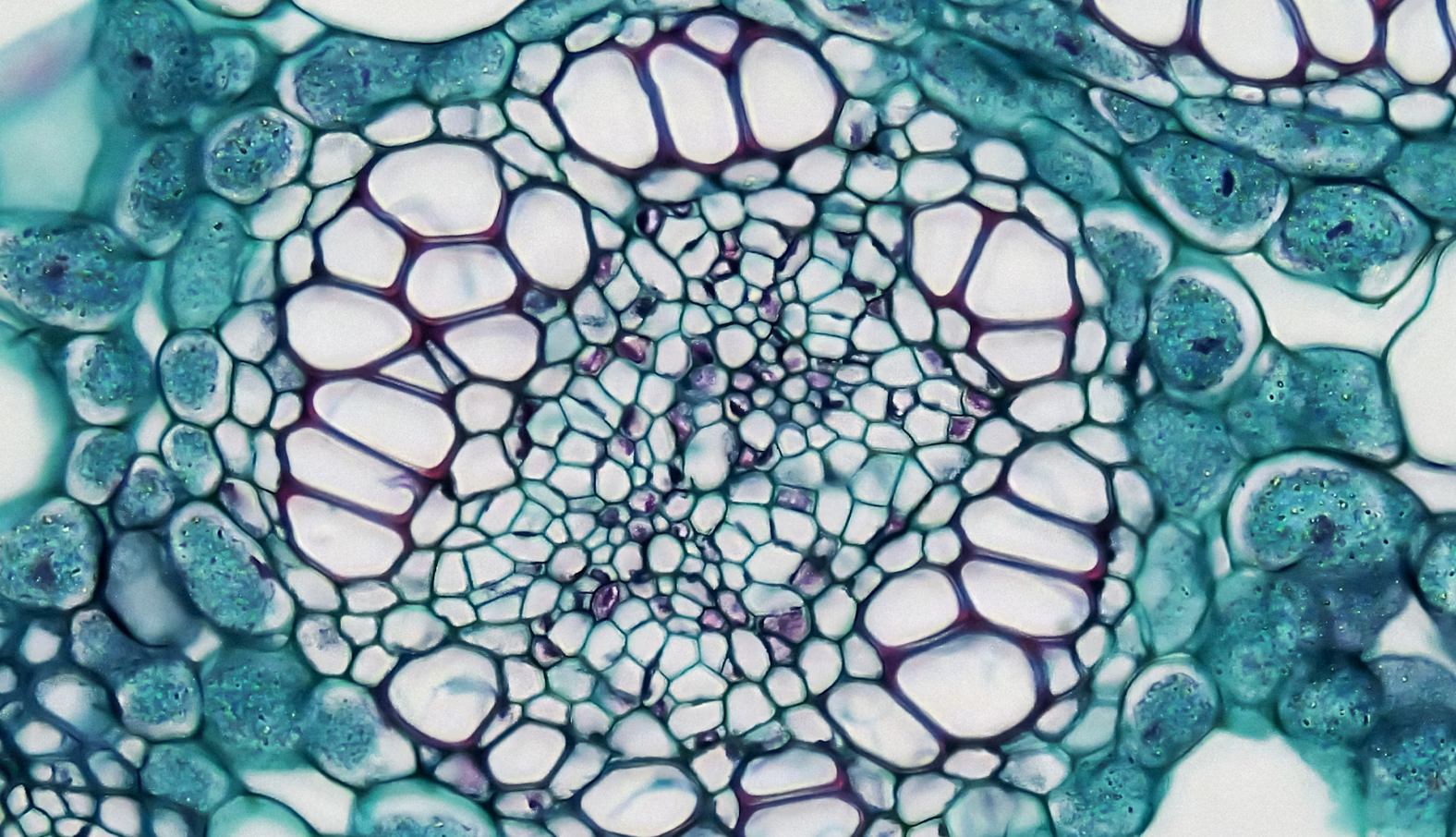 Microscopie