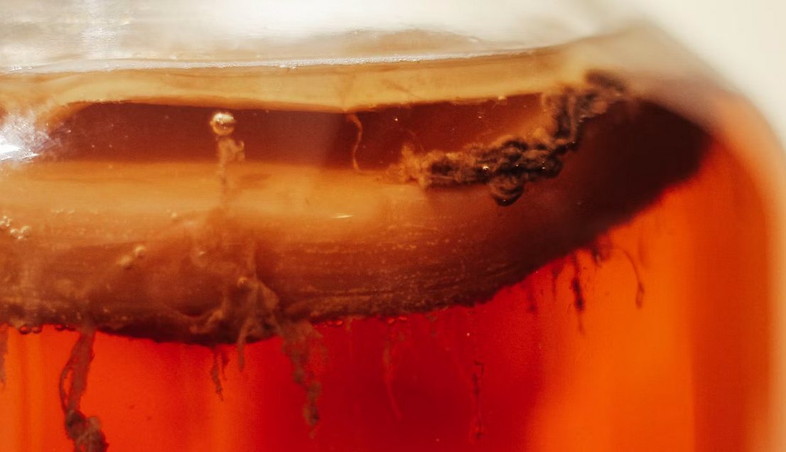 Starter Kombucha